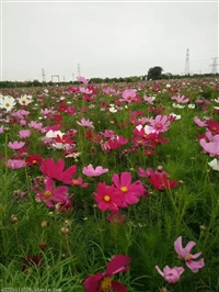 矮生矮生波斯菊花籽怎样购买