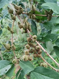 连翘一亩种植多少棵  药用连翘苗一亩地种植多少