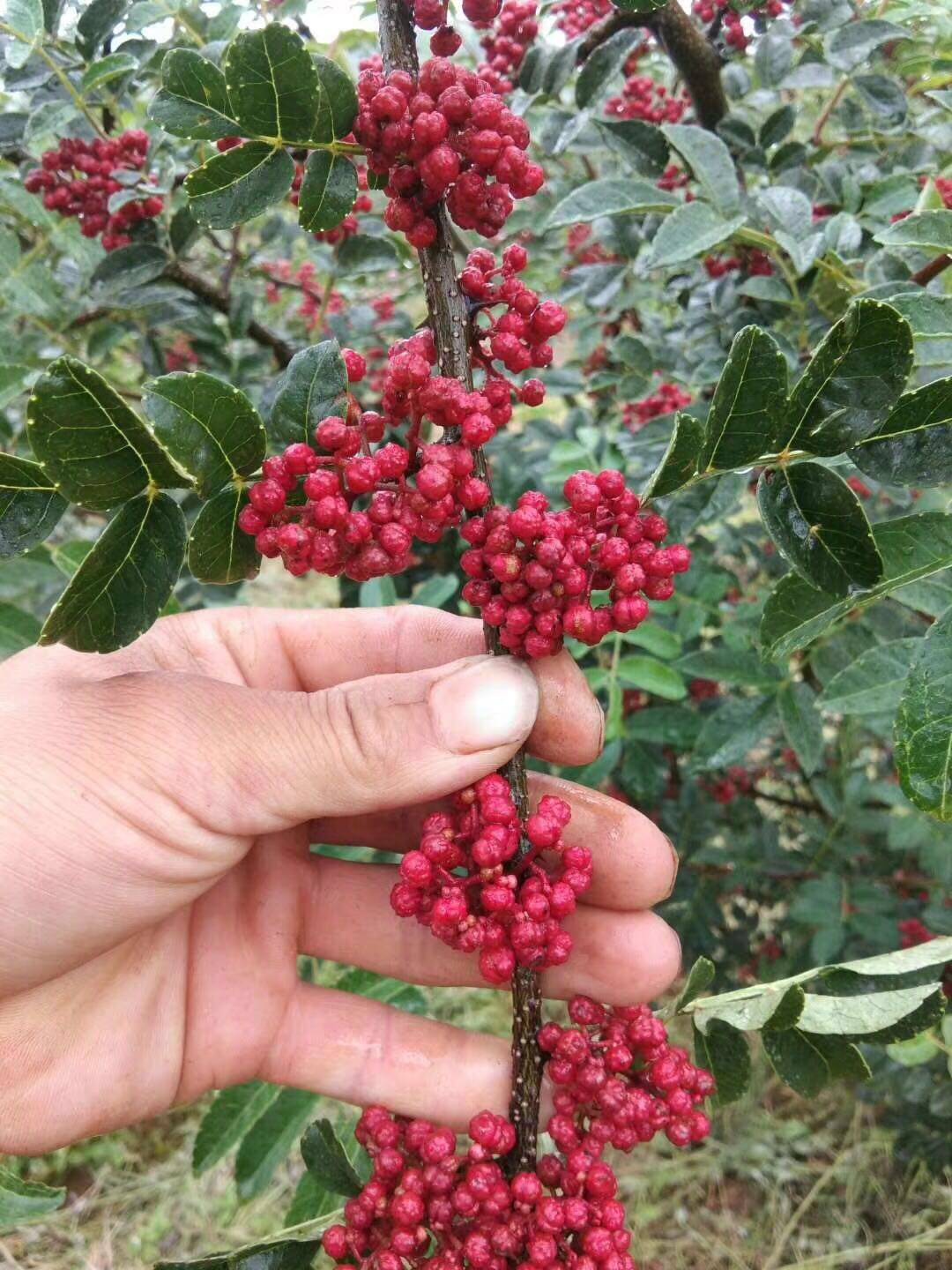 三臺縣永明鎮無刺大紅袍花椒苗出苗帶土球 嫁接大紅袍花椒苗產量-搜了