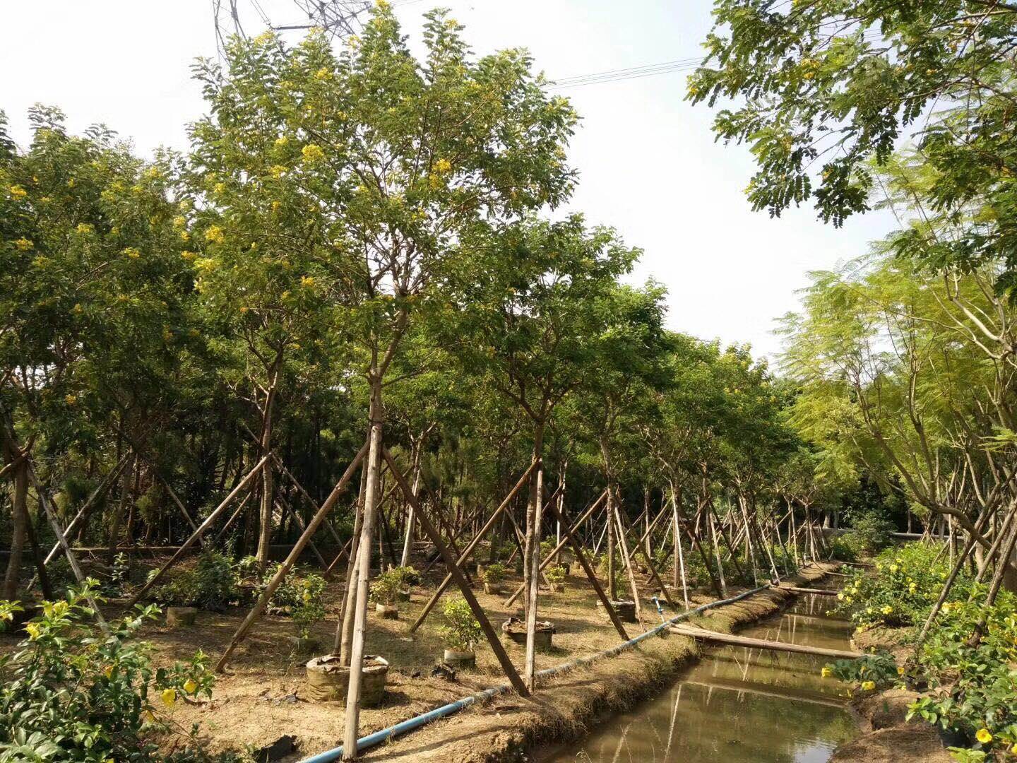 安徽移植黄花槐色彩夺目合肥黄花槐批发商