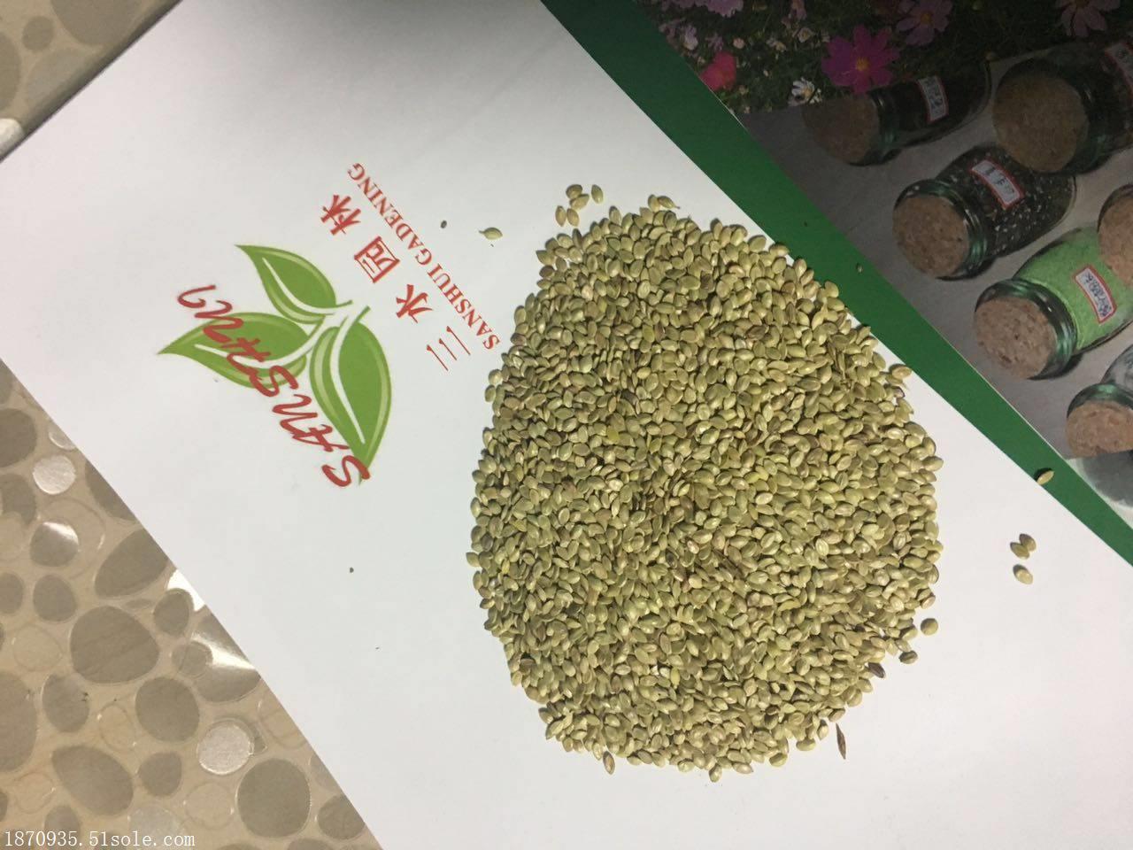 自贡水保植物种子百喜草多少钱