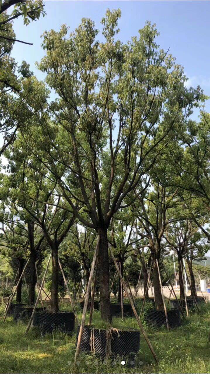 首页 农业 绿化苗木 乔木 贵州丛生香樟行道景观 六盘水19公分香樟
