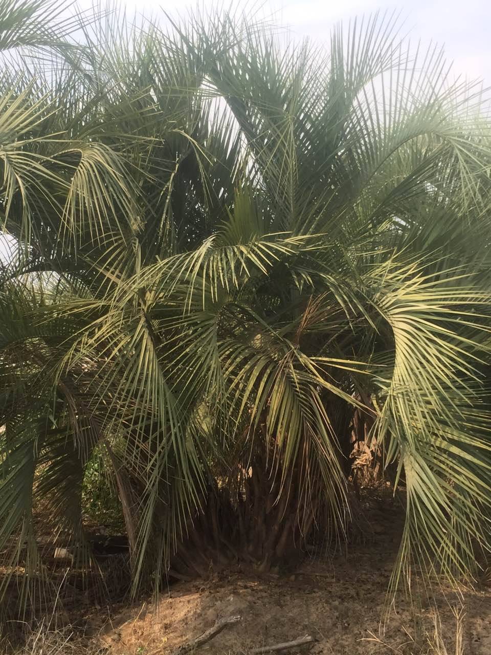 江苏全冠布迪椰子园林应用 苏州布迪椰子批发商