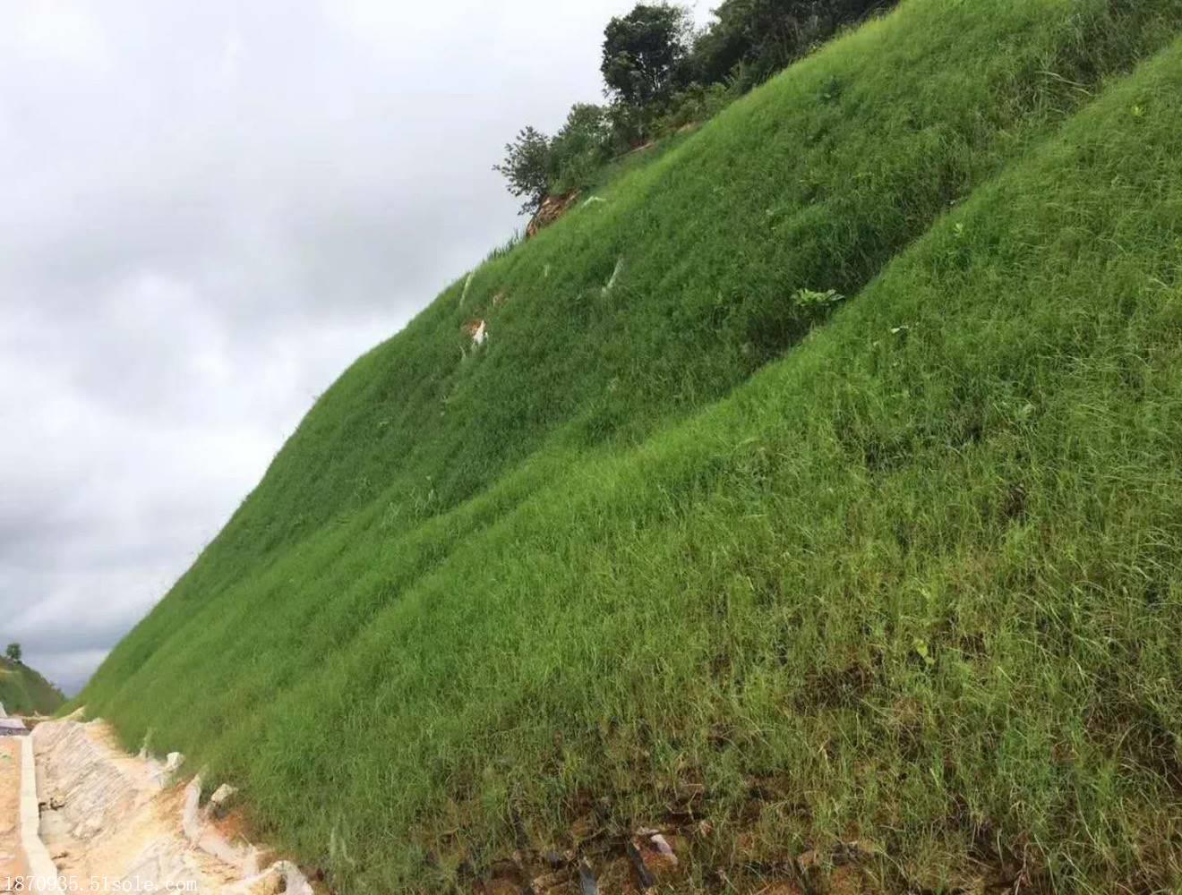 提供甘孜边坡披碱草的播种方法