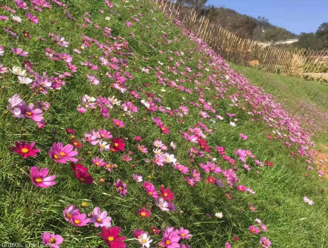 格桑花种子德阳护坡野花波斯菊