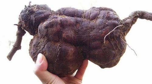 野生何首乌应该怎么收购比较好