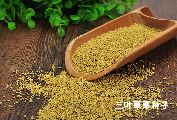 耐荫四季常青草坪种子 白花三叶幸运心型草