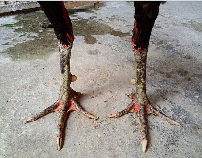 阜新市肉用斗鸡哪里有卖的