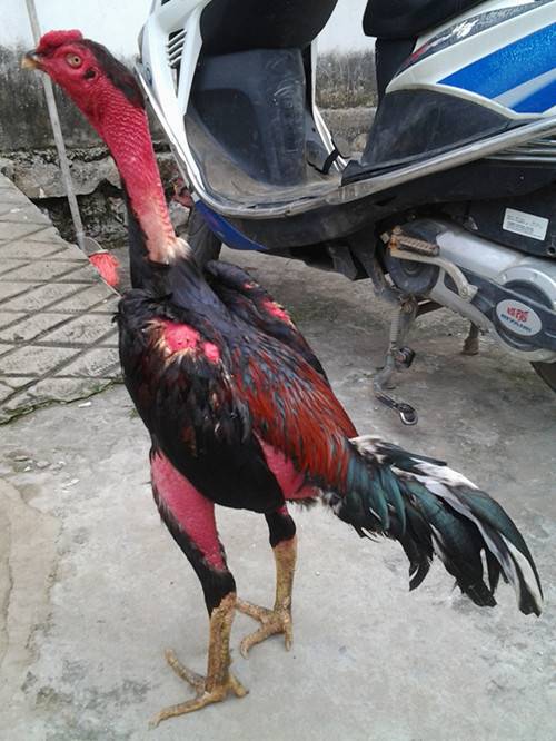 大连市肉用斗鸡多少钱一只