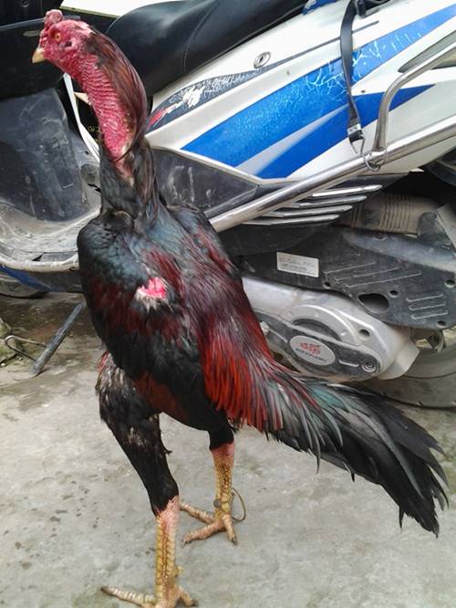 苏州市肉用斗鸡养殖场