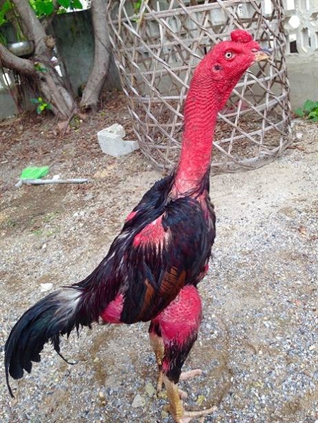 内江市鬼子斗鸡苗行情价格