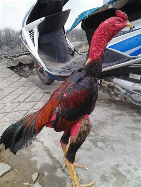 北海市斗鸡蛋养殖前景