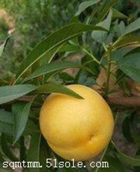 安徽黄桃品种有哪些