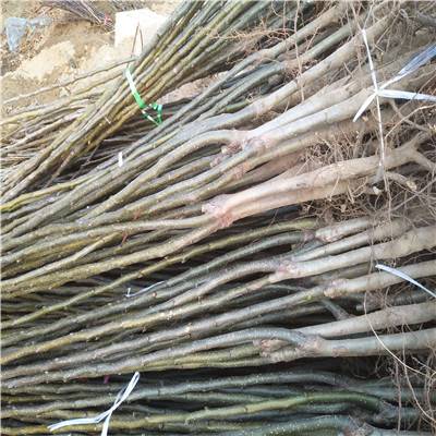 红仁核桃苗一棵多少钱