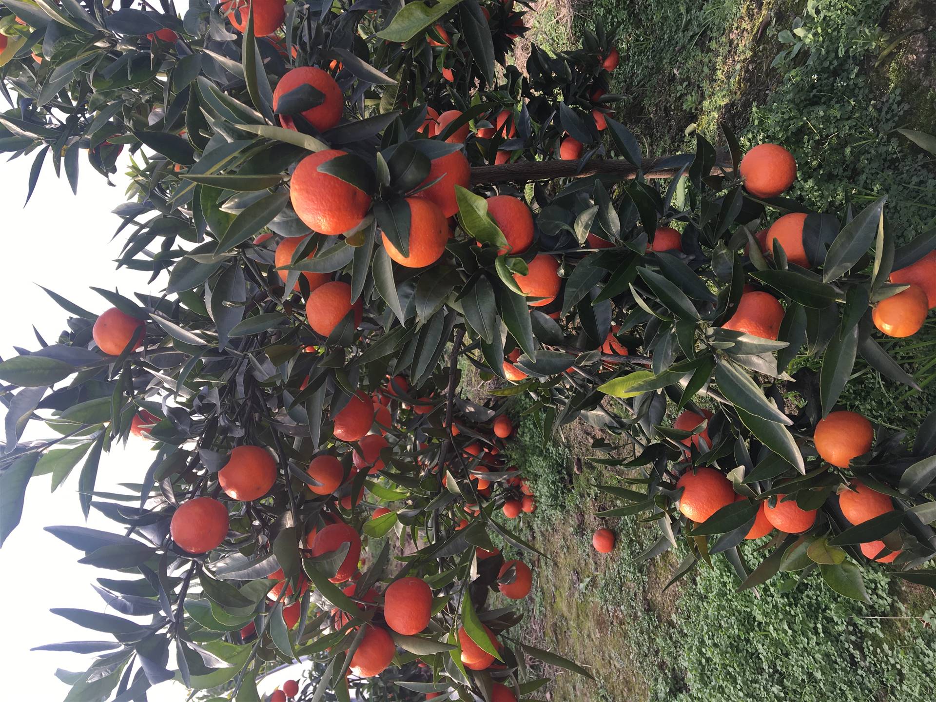 湖南世纪红柑橘苗现苗出售