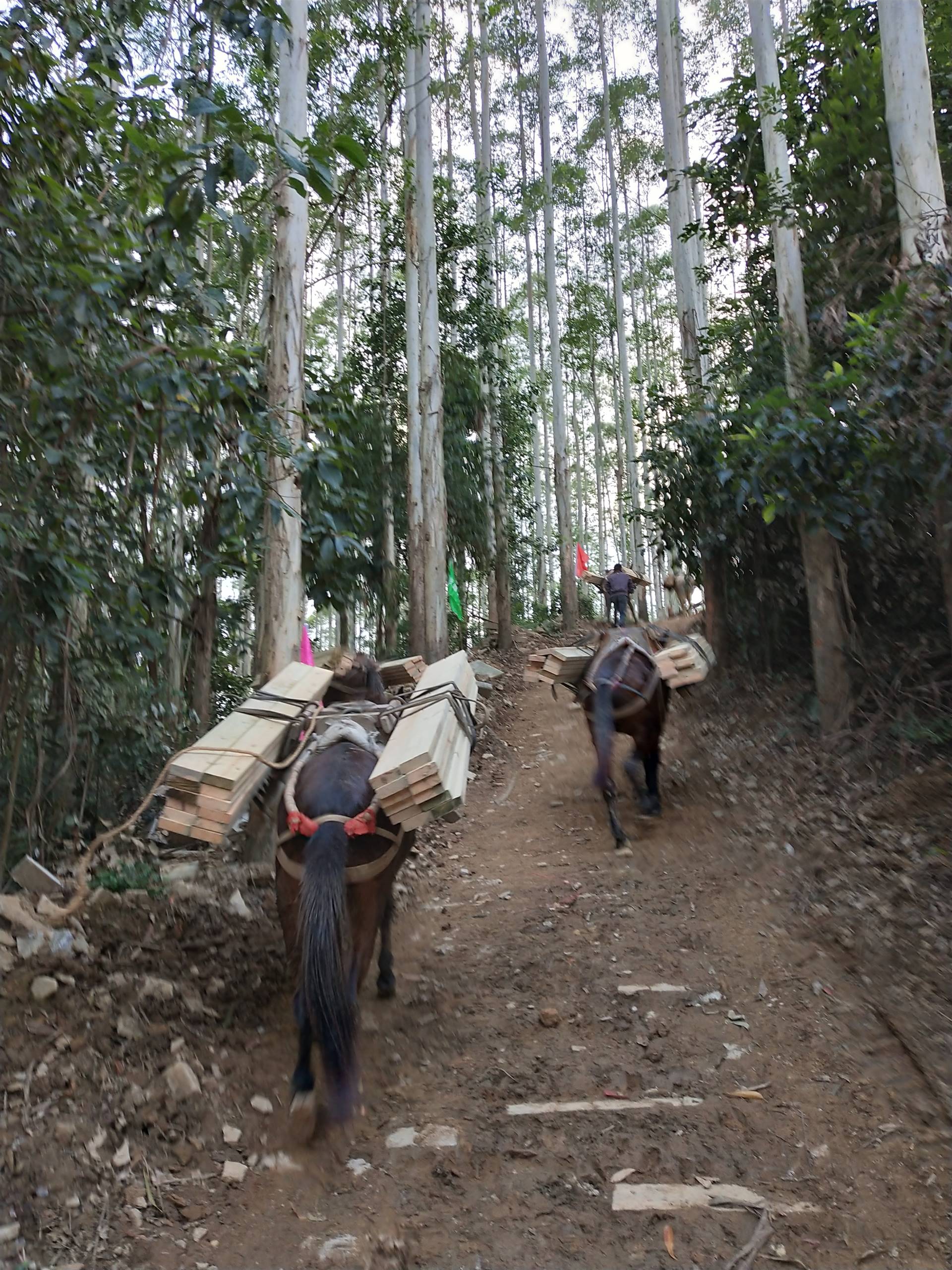 陝西水泥工程馬隊運輸騾子運輸多少錢一天