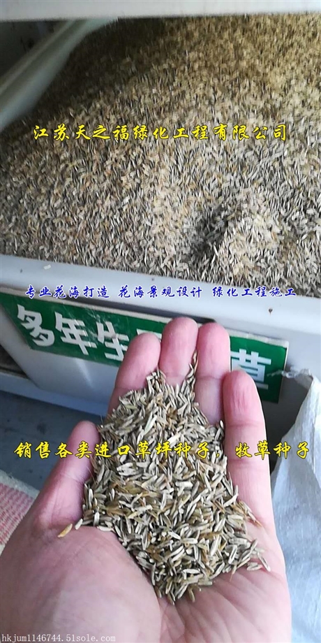 貓尾草種子怎麼種馬鞍山養牛牧草種子批發