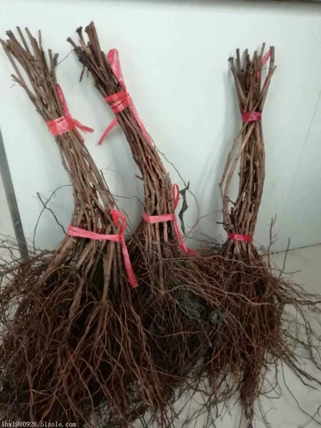 贝达苗批发山葡萄苗价格快速发货
