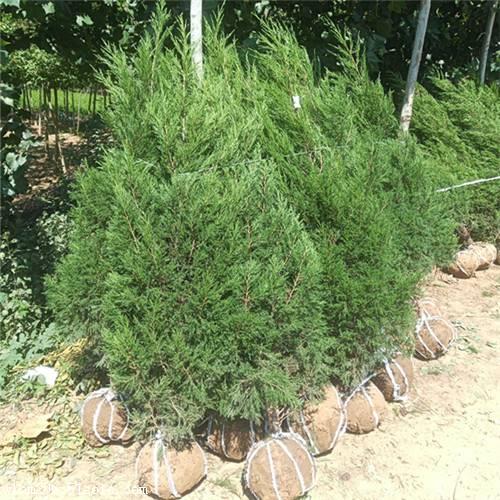 贵州1米5塔柏1米5塔柏报价