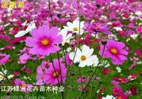 发布2021年春种草花种子怎样管理