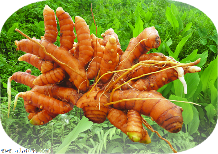 姜黄素/姜黄油/姜黄色素/姜黄粉/姜黄提取物