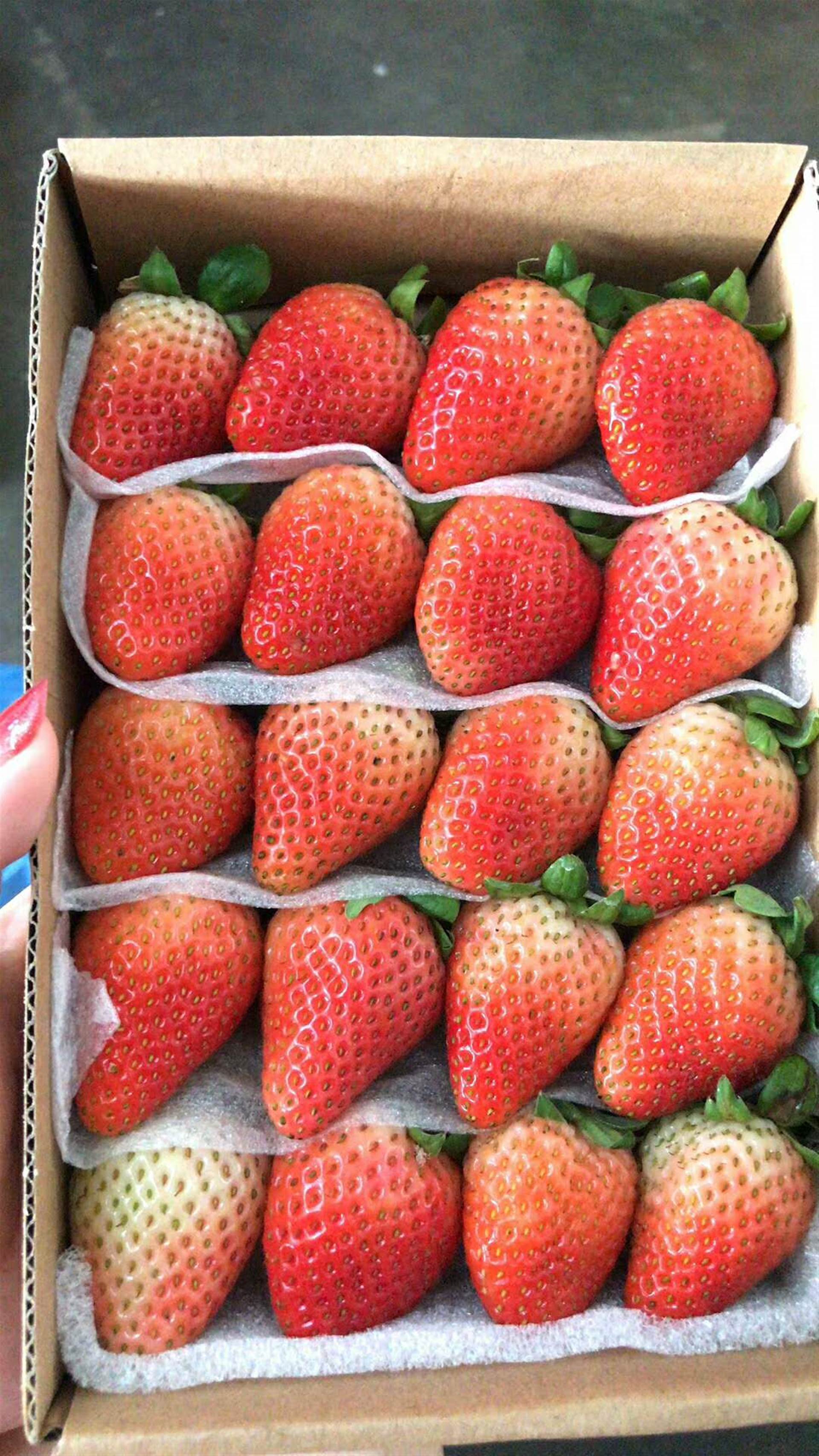 长沙红星水果批发商