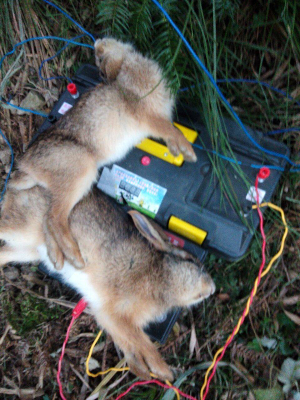 广西壮族自治区钦州市野猪捕猎机手机远程遥控高压10万伏