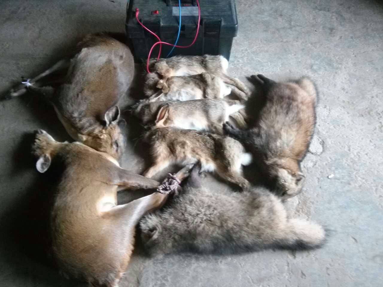 内蒙古自治区鄂尔多斯市捕猎机器安全高效一晚上捕捉10头野猪