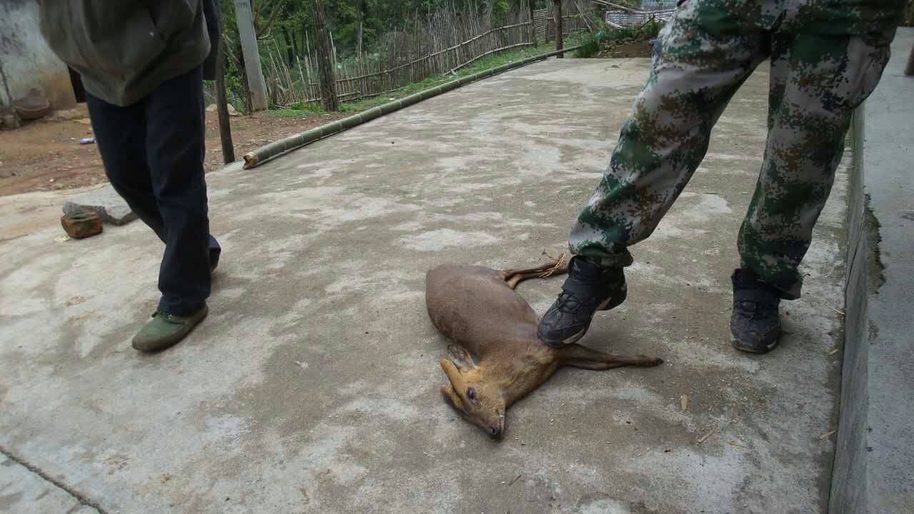 内蒙古自治区呼和浩特市捕猎机价格手机远程遥控高压10万伏