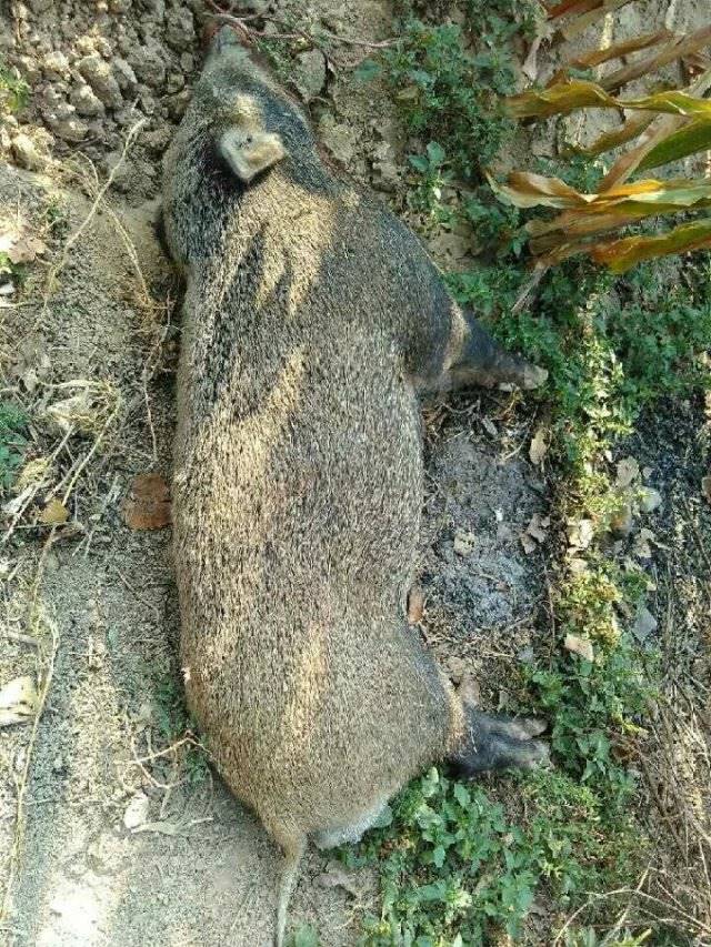 贵州省黔南布依族苗族自治州电野猪机手机远程遥控高压10万伏