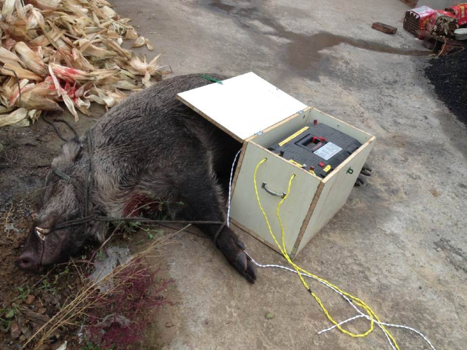 山西省吕梁市野猪捕猎机安全高效一晚上捕捉10头野猪