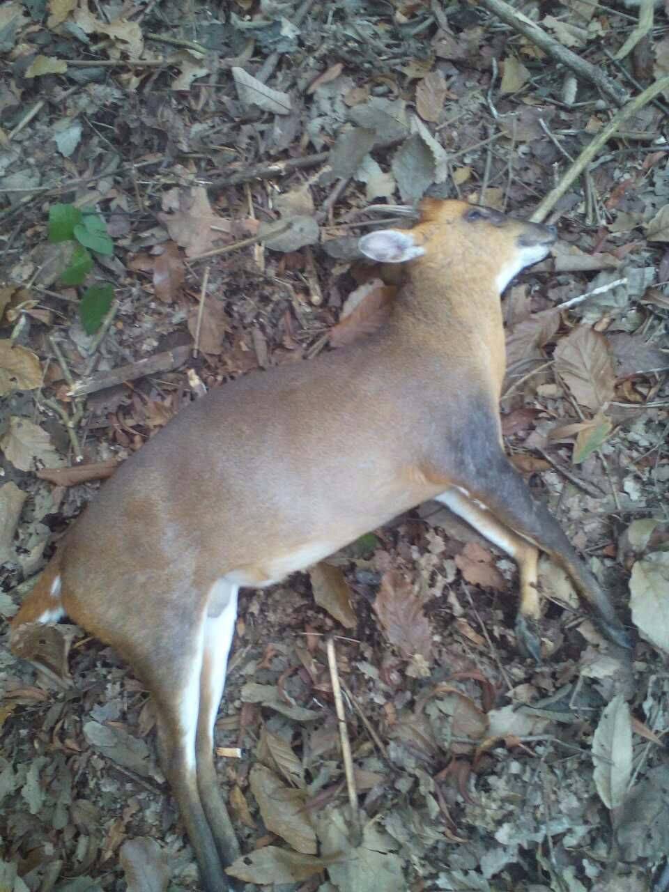 野猪捕猎机高效节能大电容哪家好