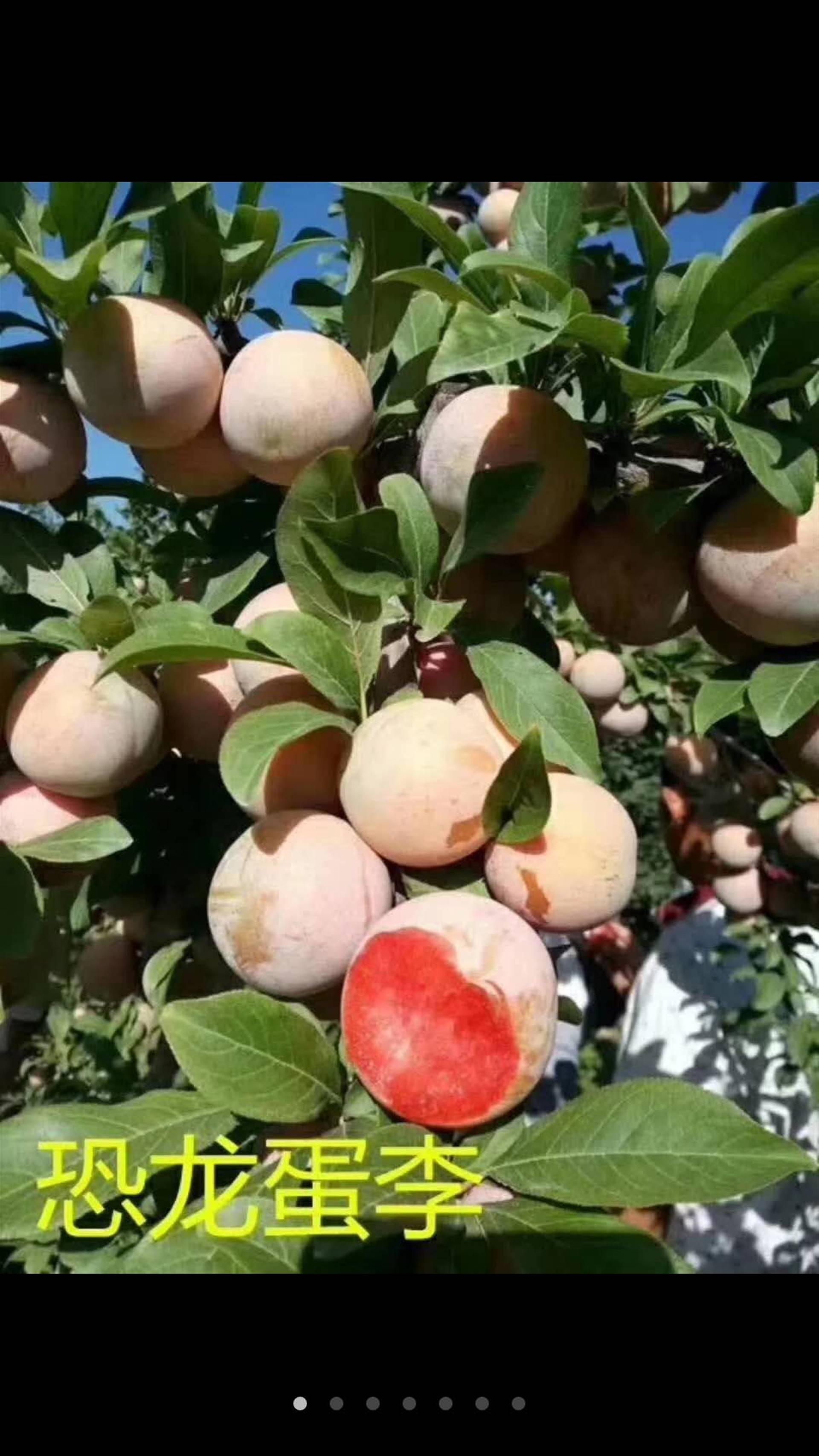 李子树苗批发李子新品种李子树苗新品种李子苗恐龙蛋李子