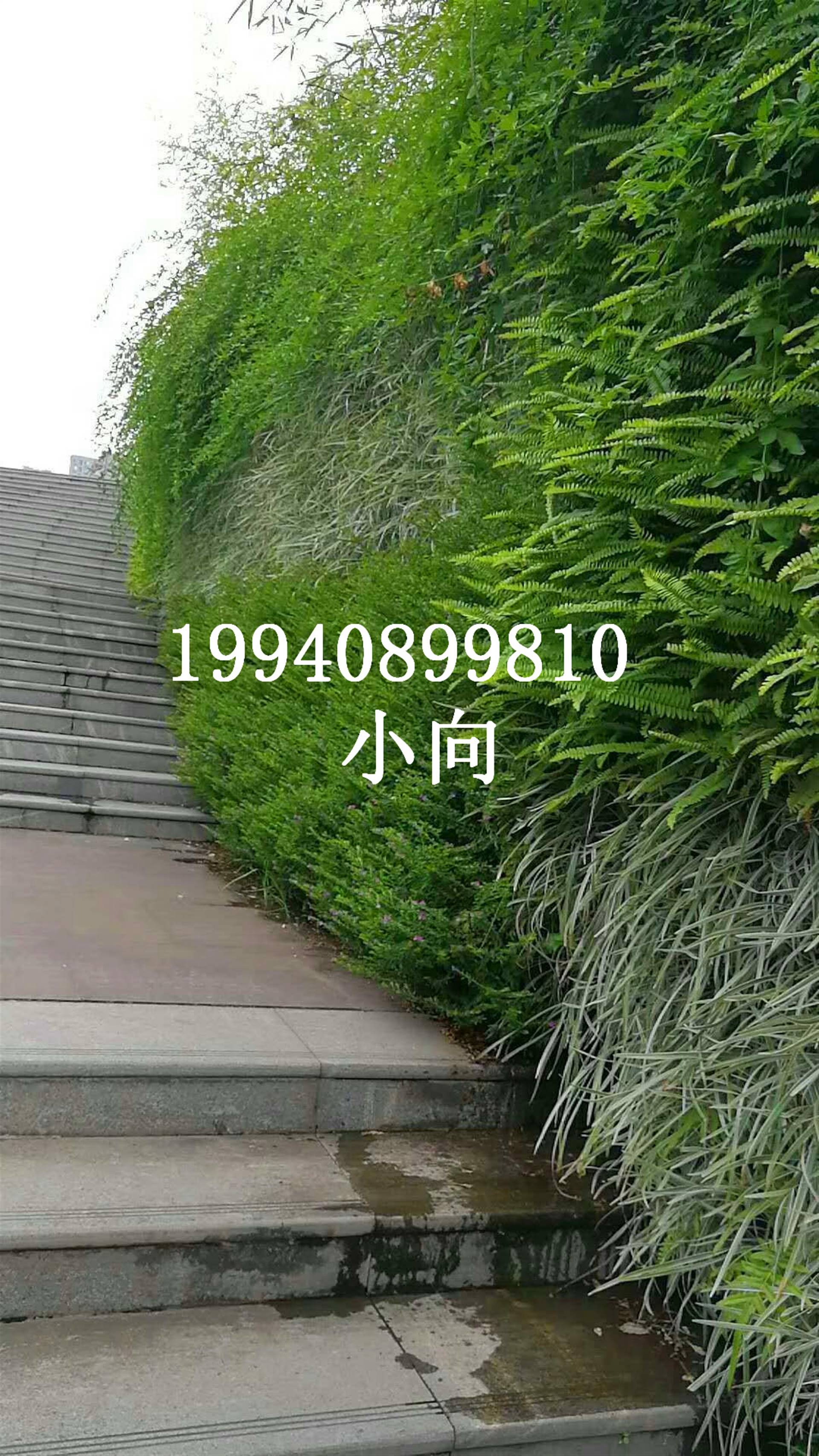 路边绿化植物名称(路边绿化植物名称有哪些)