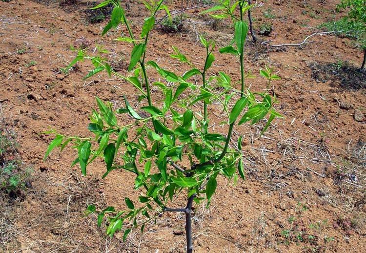 枣树苗山东枣树苗基地冬枣苗基地