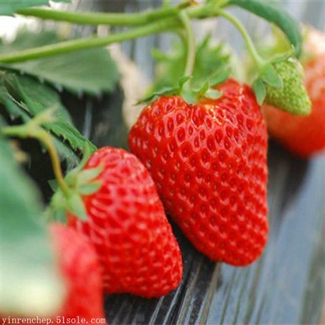 组培天香草莓苗品种选择