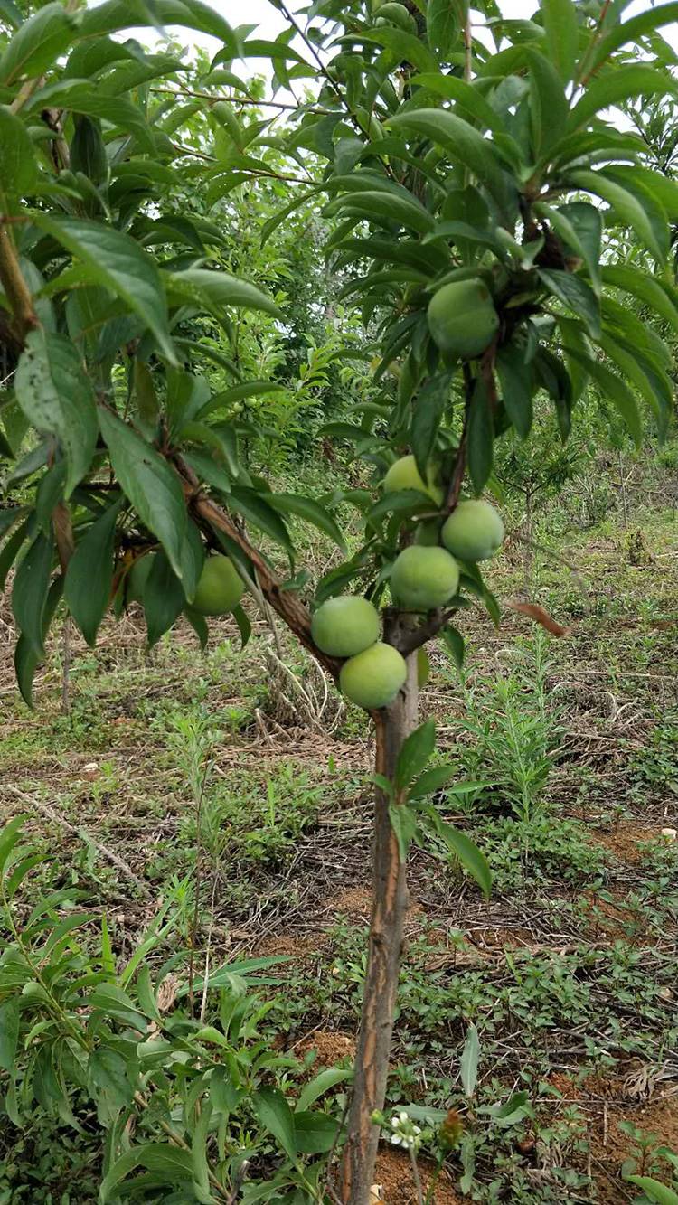四川苍溪清脆李子苗
