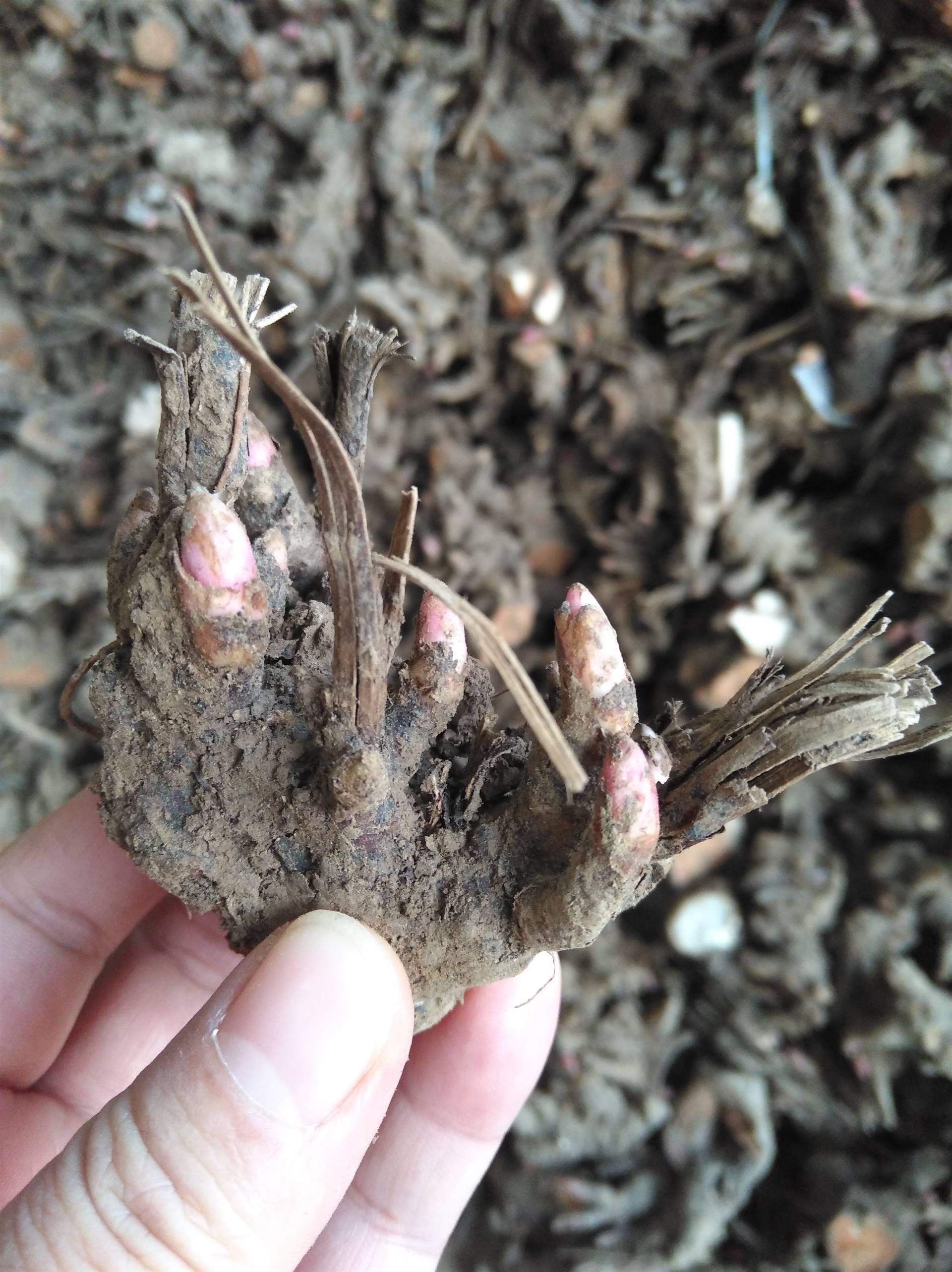购买中药材白芍白芍种子白芍苗白芍芽子
