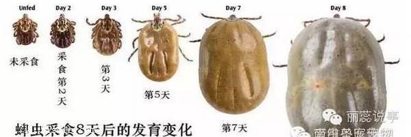 宠物身上的蜱虫怎么消灭 用什么可以防治蜱虫钻进体内 怎么避免蜱