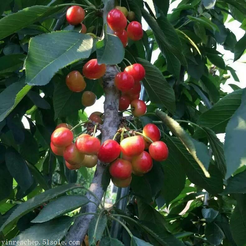 新聞:黑蘭特櫻桃樹成苗生產基地