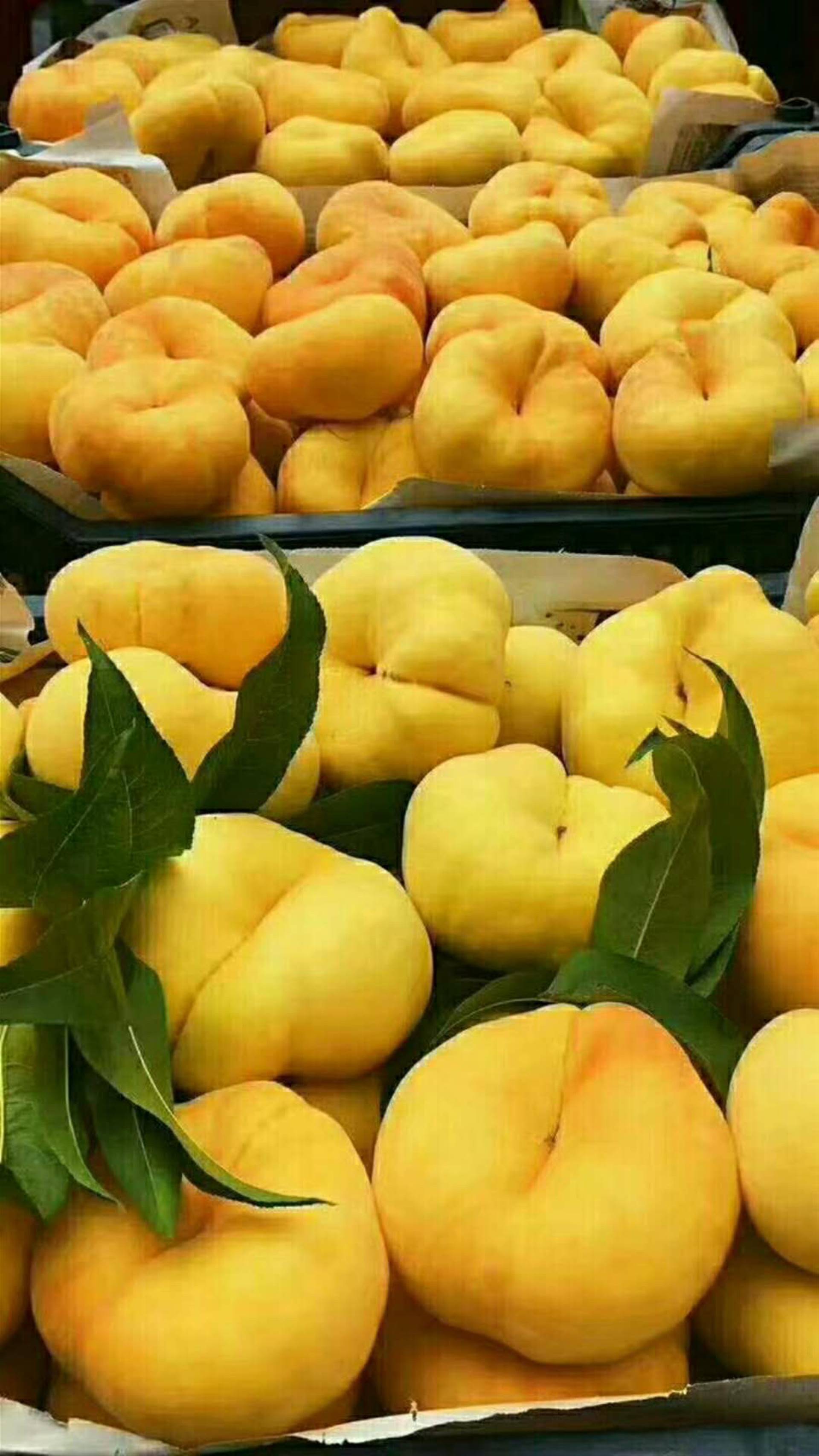 中油16号油桃苗结果年限