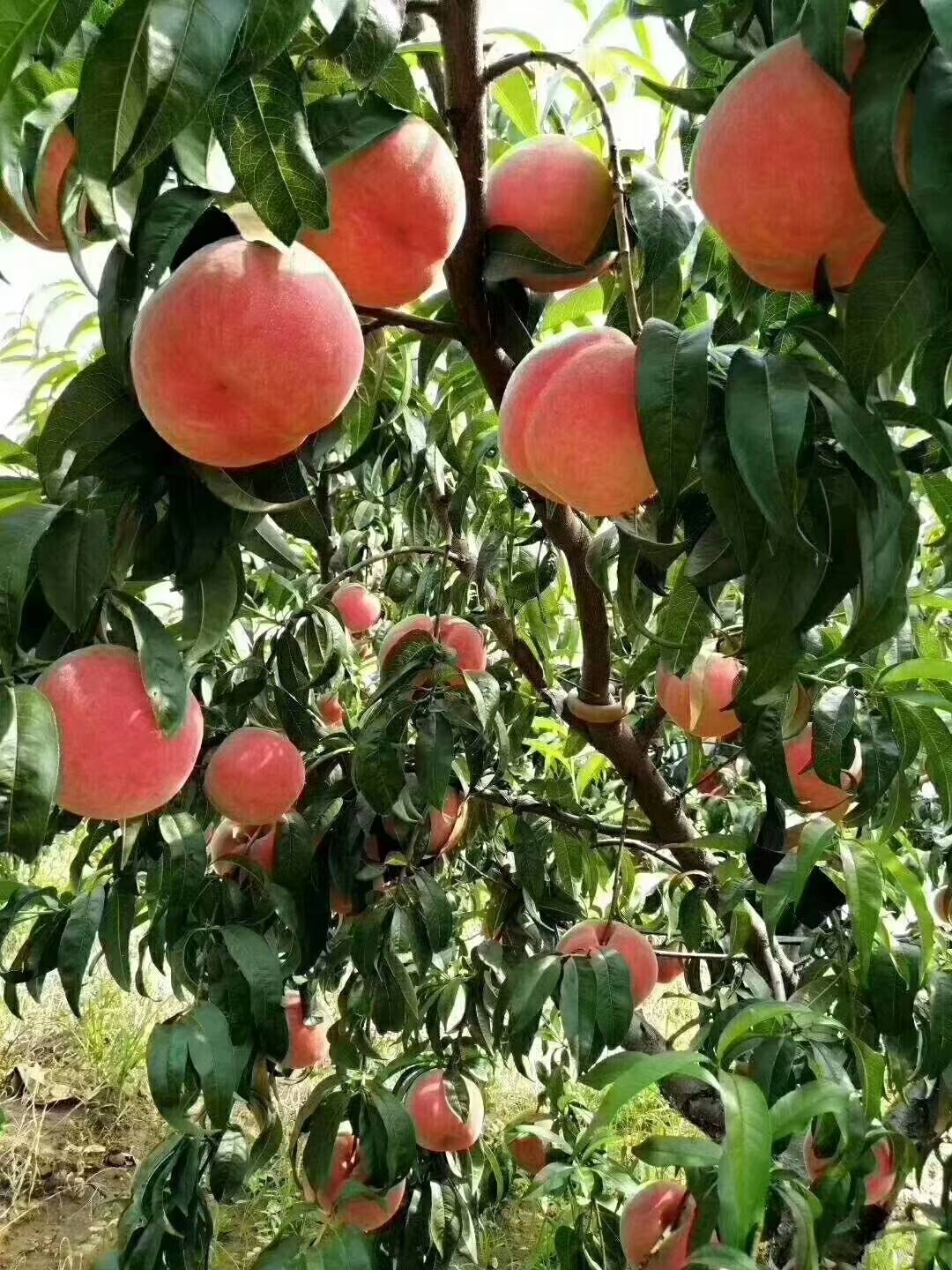 新闻资讯 5公分桃树苗发展方向  映霜红桃:晚熟品种,成熟期10月中下旬