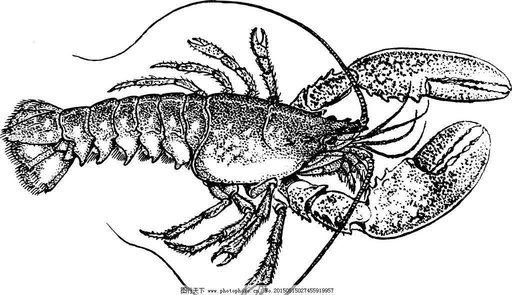 大龙虾的结构示意图图片