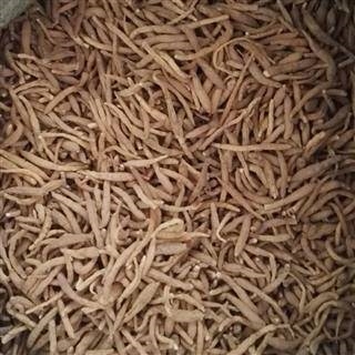 亳州康美中药城供应太子参