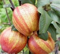 泰安早酥红梨树苗价格