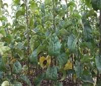 山东泰安梨树苗基地直销 