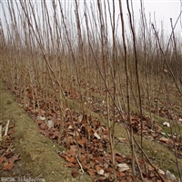 泰安山楂树苗货源充足