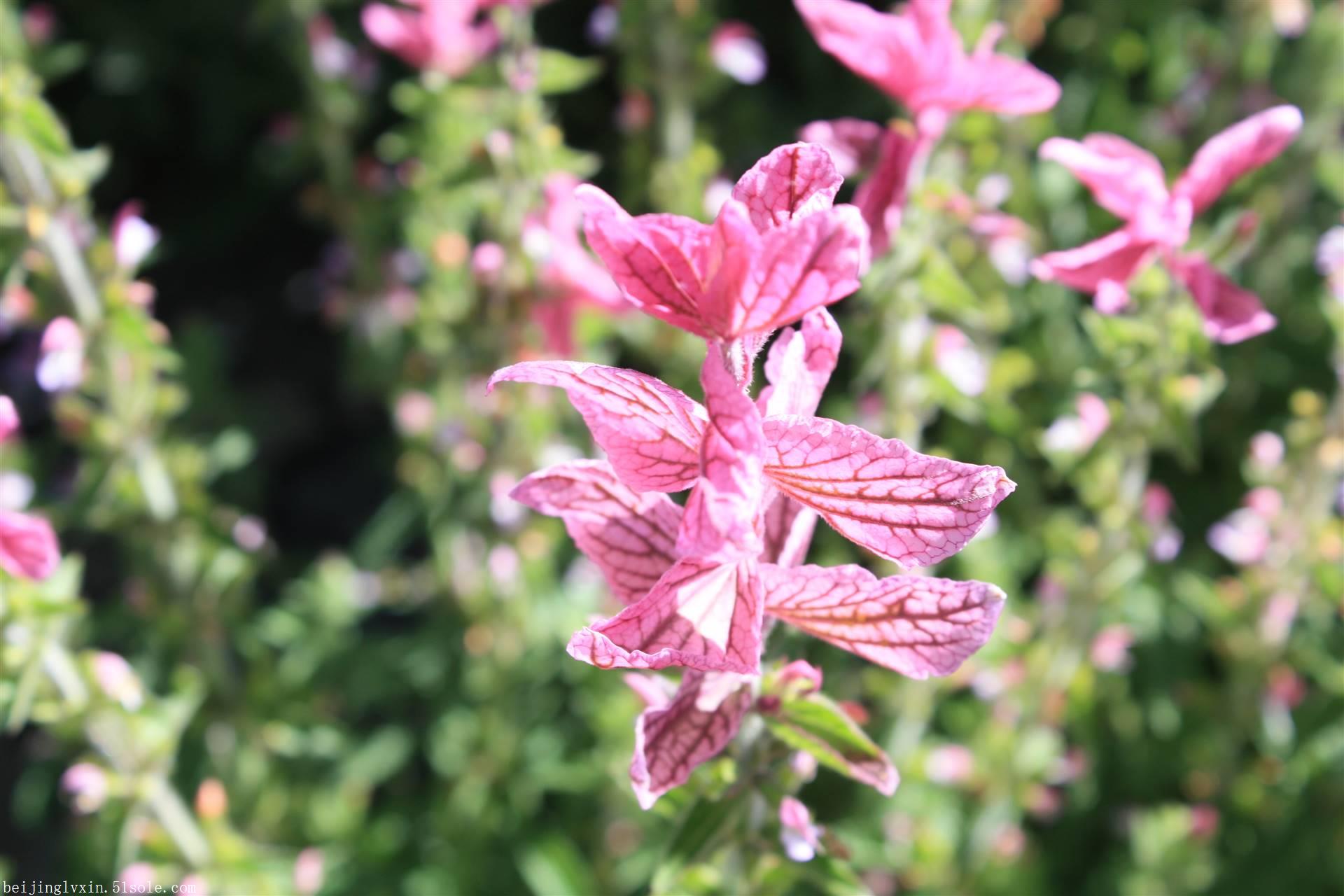 供应粉萼鼠尾草