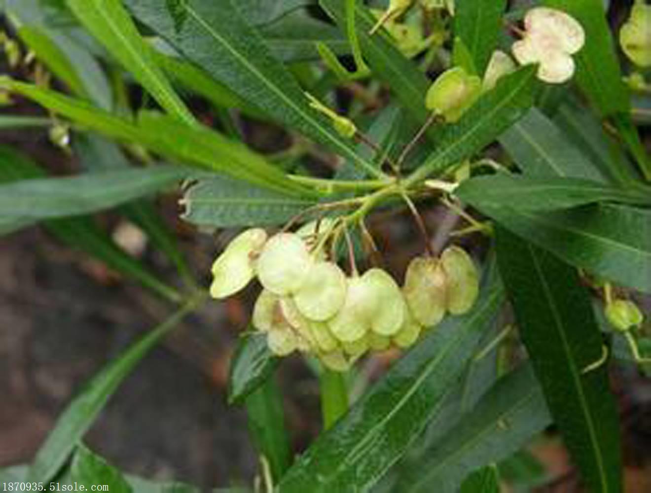 批发卖德阳太阳麻种子猪屎豆