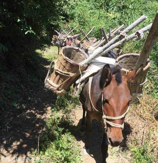 首页 马帮运输服务有限公司 新闻资讯 骡马运输的优势在哪里  众所